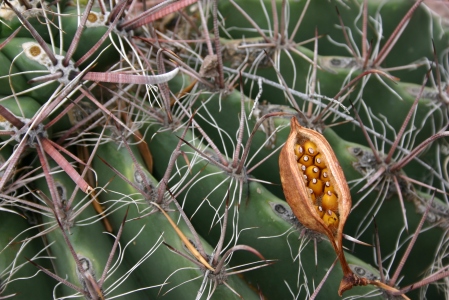Prickly Perfection